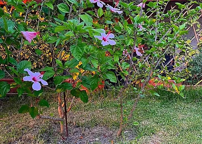 Kalos - Tra Il E Il Mare *