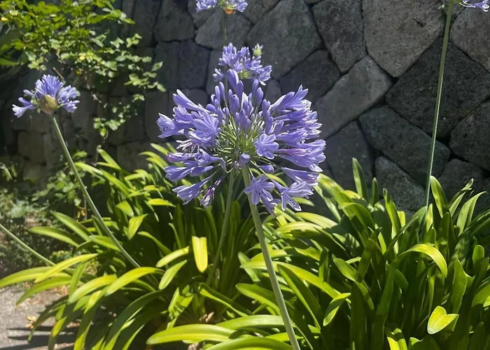 Kalos - Tra Il E Il Mare Apartment Ischia
